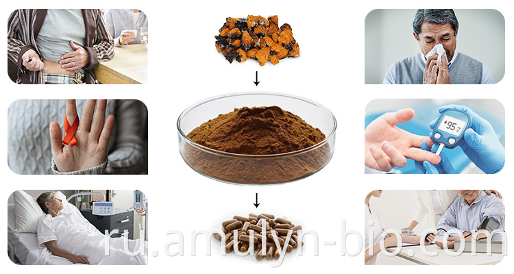 Chaga Mushroom Extract Powder